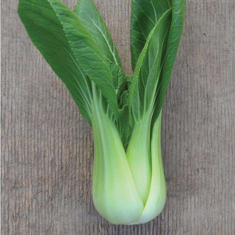 Pak Choi Goku F1 Plants