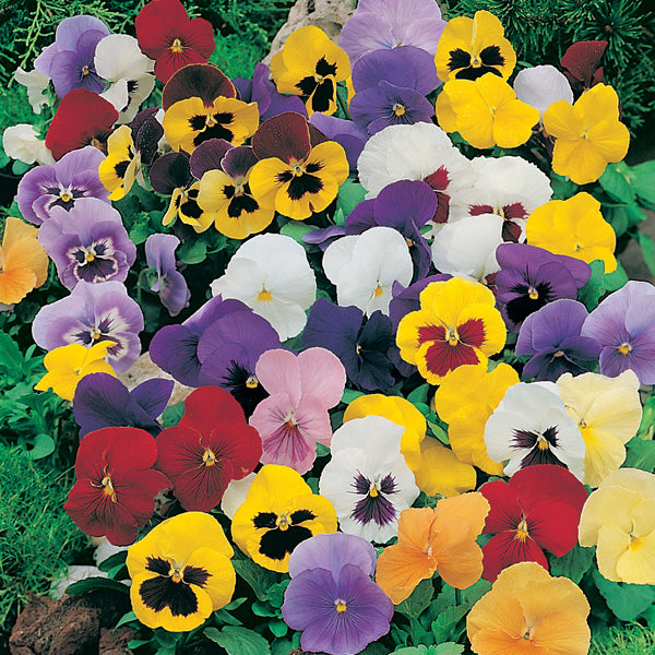 Twice-Flowering Bedding Collection