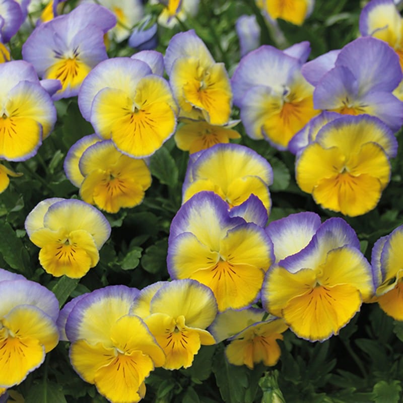 Pansy Cool Wave Blueberry Swirl F1 Plants