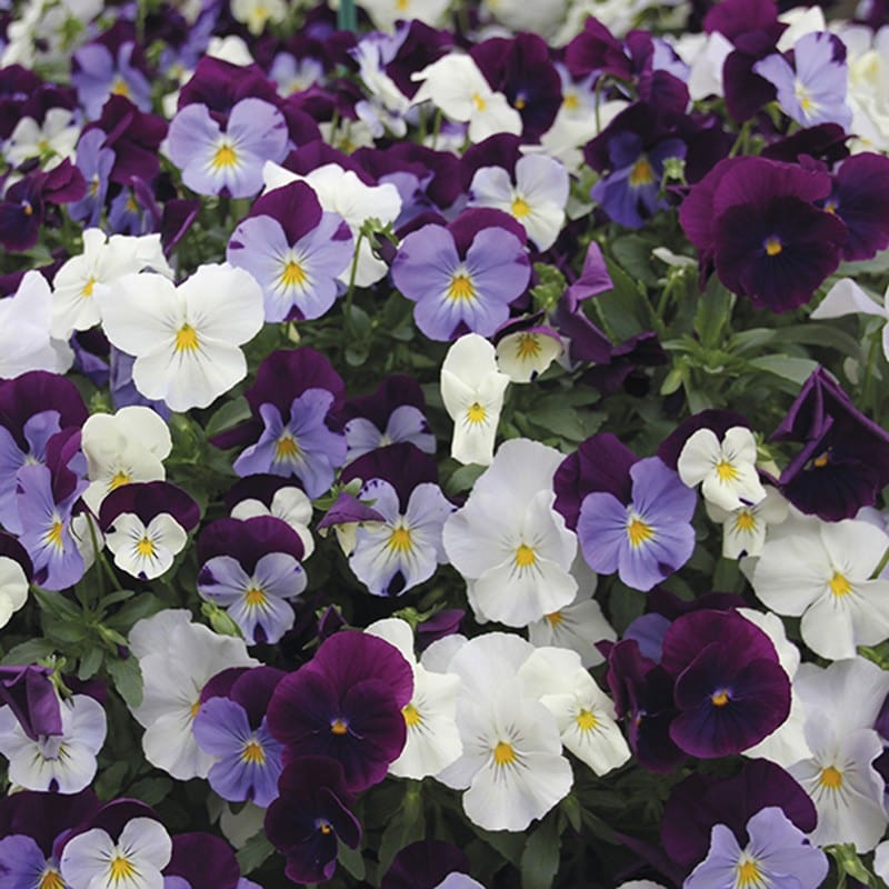 Pansy Cool Wave Berries 'n' Cream Mixed F1 Plants