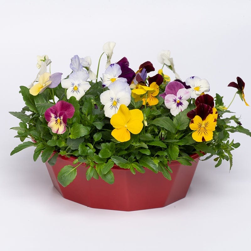 Pansy Cool Wave Mixed Flower Plants