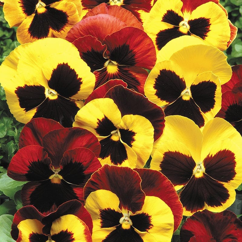 Pansy Matrix Mix Autumn Blaze Flower Plants