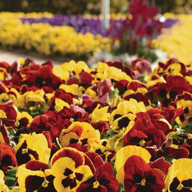 Pansy Matrix Mix Autumn Blaze Flower Plants