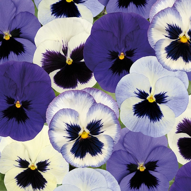 2x 30 garden ready plants Pansy Matrix Mix Ocean Breeze Flower Plants