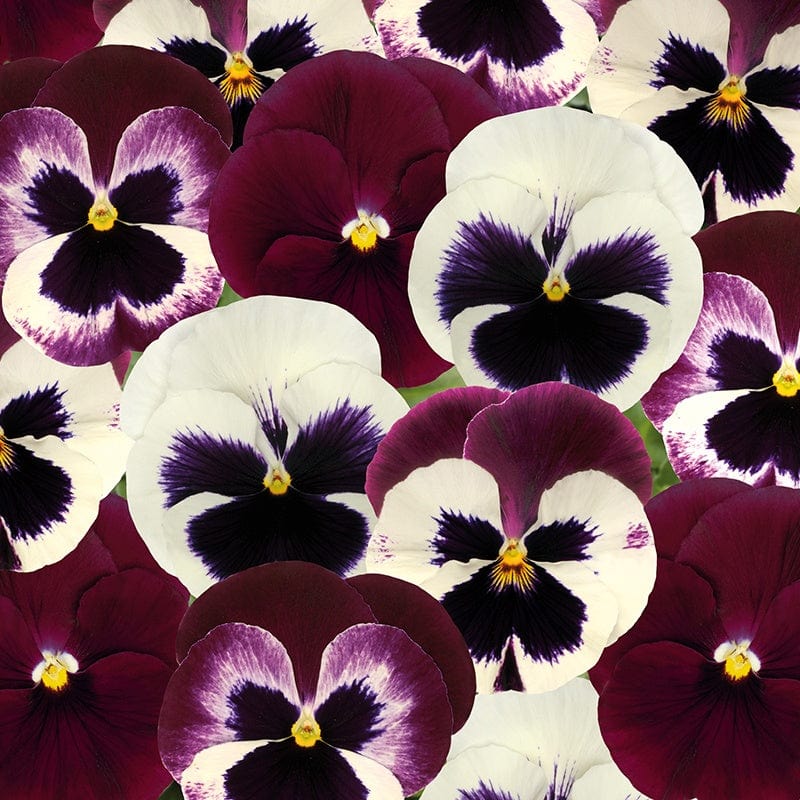 Pansy Matrix Mix Raspberry Sundae Flower Plants