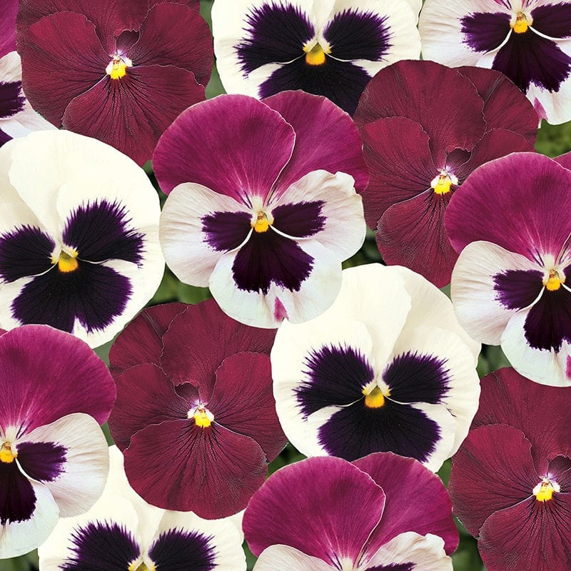 Pansy Matrix Mix Raspberry Sundae Flower Plants