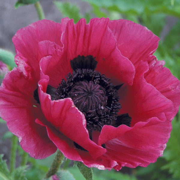 Papaver Central Park Flower Plants