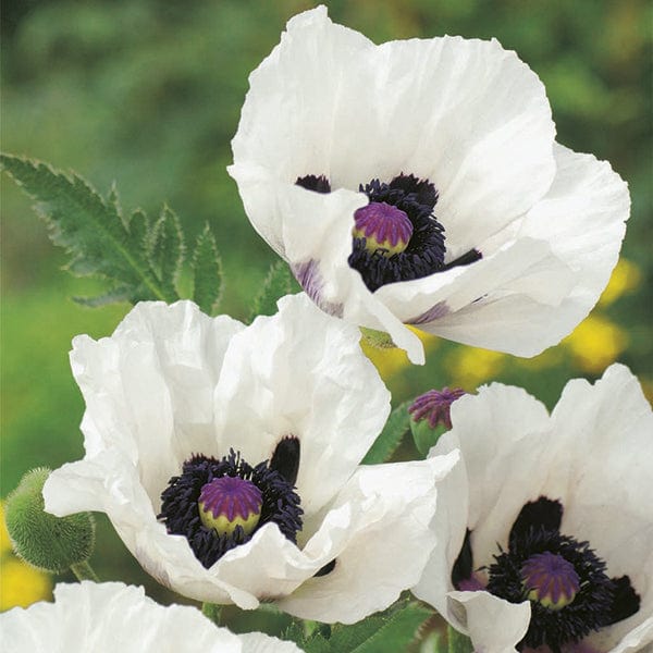 Papaver orientale Royal Wedding Flower Plants