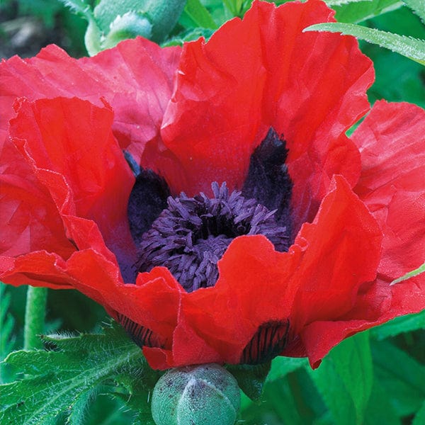 1 x 9cm Potted Plant Poppy (Papaver orientalis) Beauty of Livermere