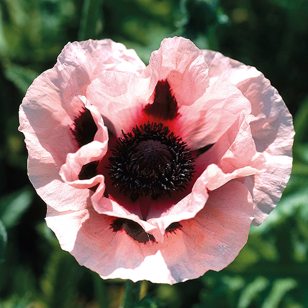 Papaver Princess Victoria Louise Plants