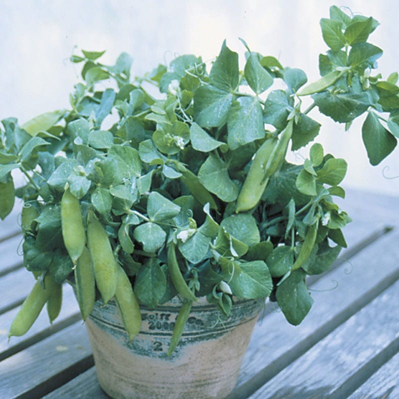 10 Plants LATE pea tom thumb plants