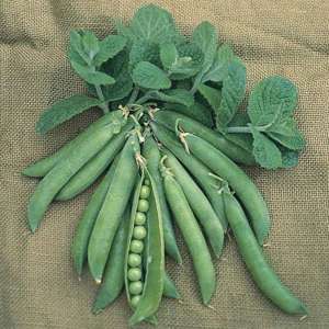 Pea Hurst Green Shaft (Maincrop) AGM Vegetable Plants