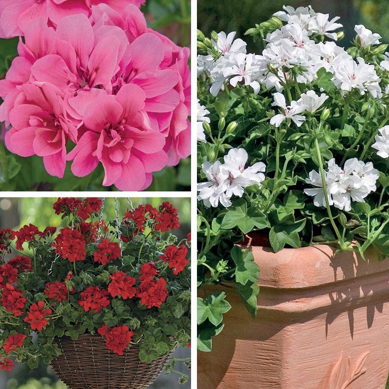 Trailing Pelargonium Flower Plant Collection