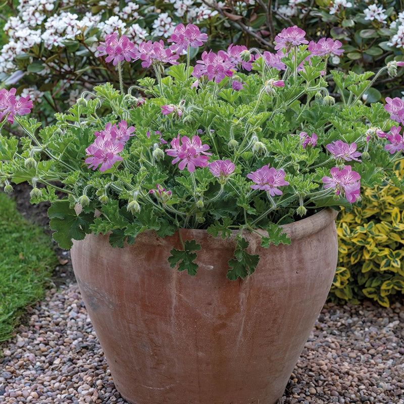 Pelargonium Scented Pink Capitatum Flower Plants