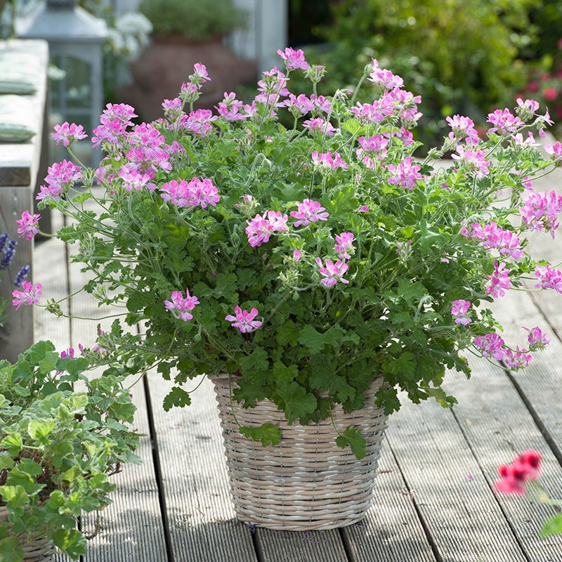 Pelargonium Scented Pink Capitatum Flower Plants