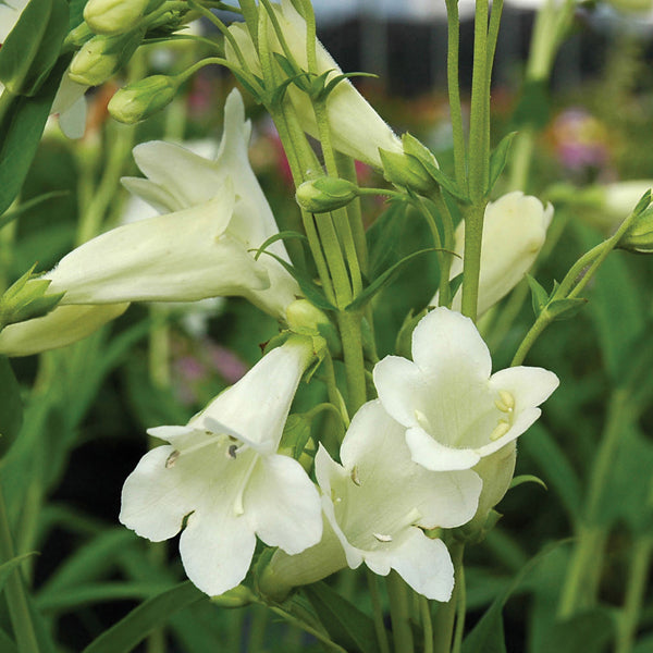 Penstemon Wedding Day Flower Plants