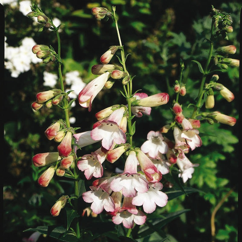 Penstemon Appleblossom Flower Plants