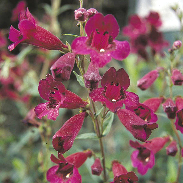 Penstemon Raven Flower Plants