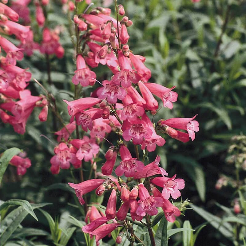 1 Potted 9cm Plant Penstemon Hewell's Pink Flower Plants