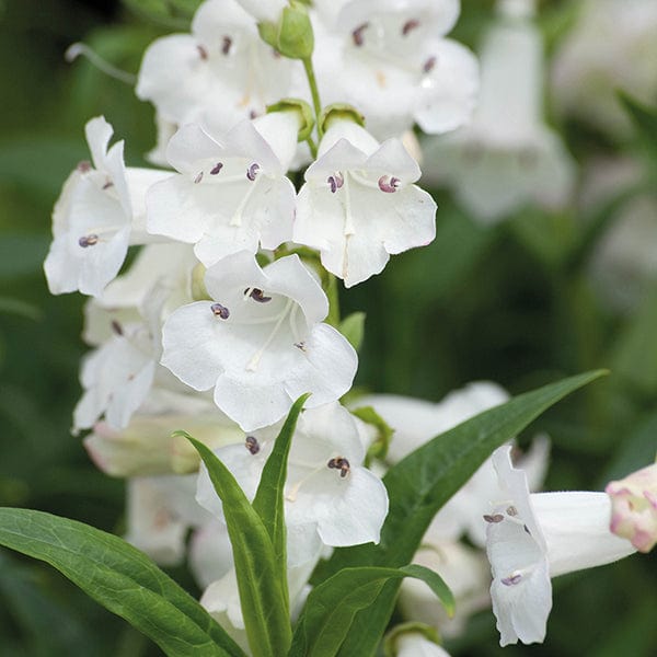 1 Potted 9cm Plant Penstemon Snow Storm Flower Plants