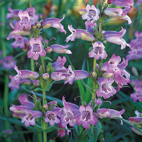 Penstemon Sour Grapes Flower Plants