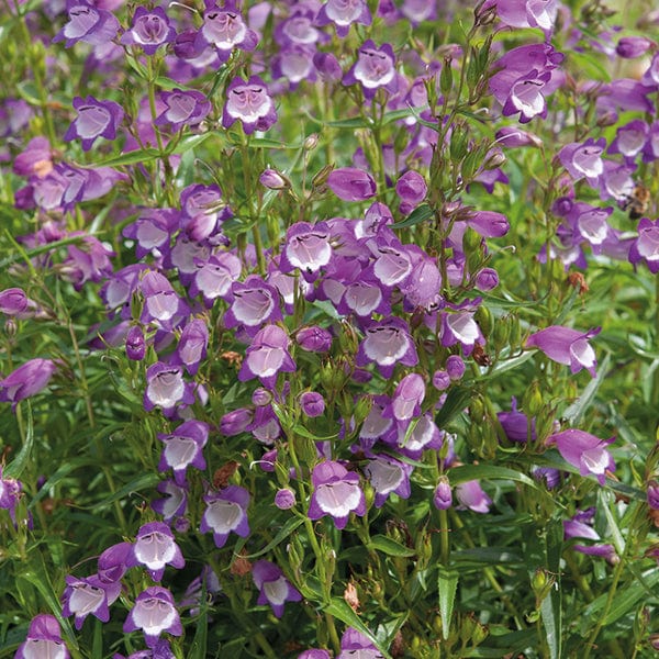 Penstemon Carillo Purple Flower Plants