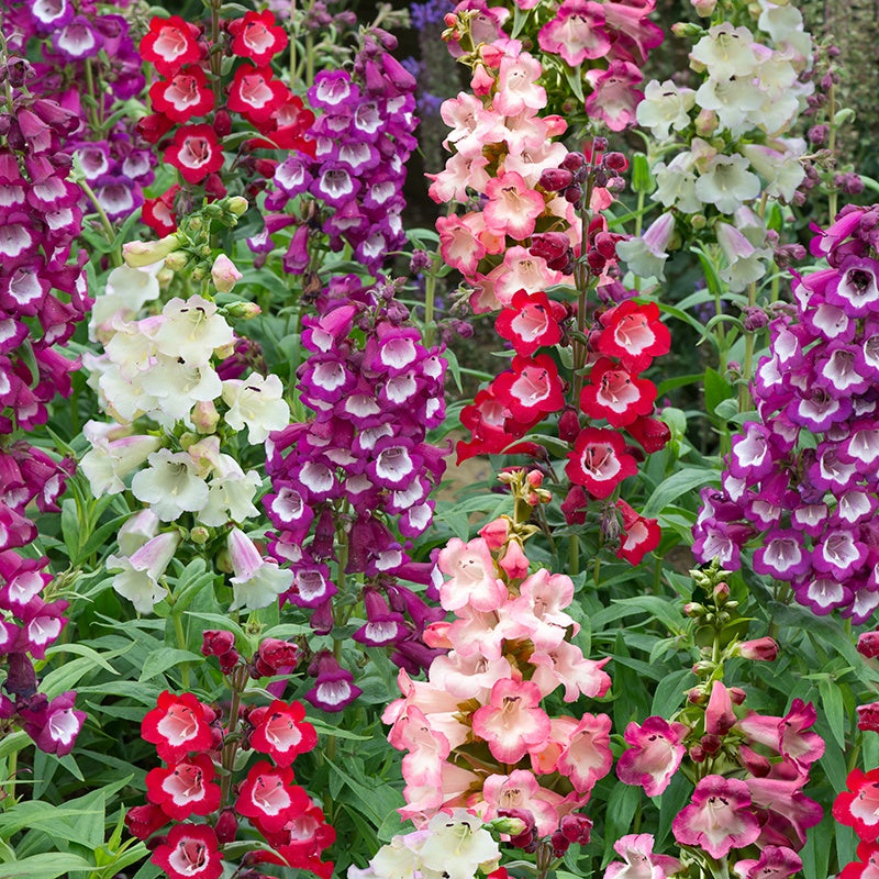 Penstemon Arabesque F1 Mixed Plants