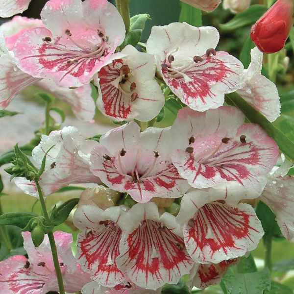 Close-up of pink and white flowers with red accents on a green background