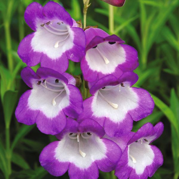 Close-up of purple and white flowers with a blurred green background