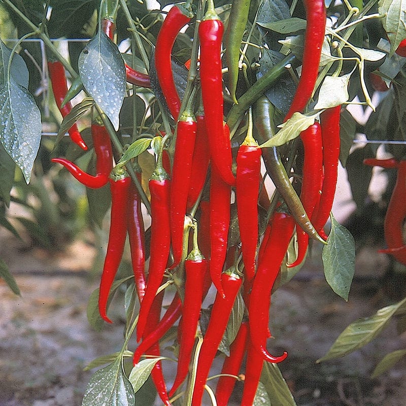 Chilli Pepper Fuego Plants
