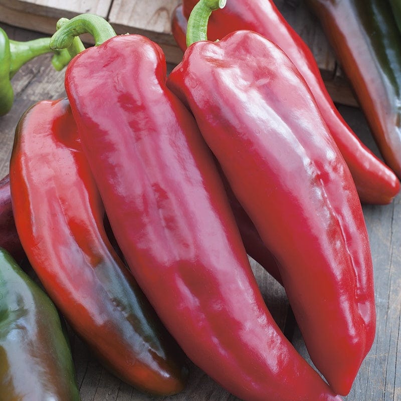 Sweet Pepper Corno Di Toro Rosso Plants