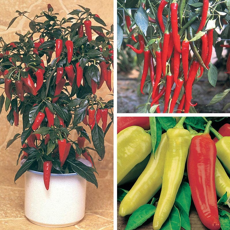 Nicely Spicy Chilli Pepper Plant Collection
