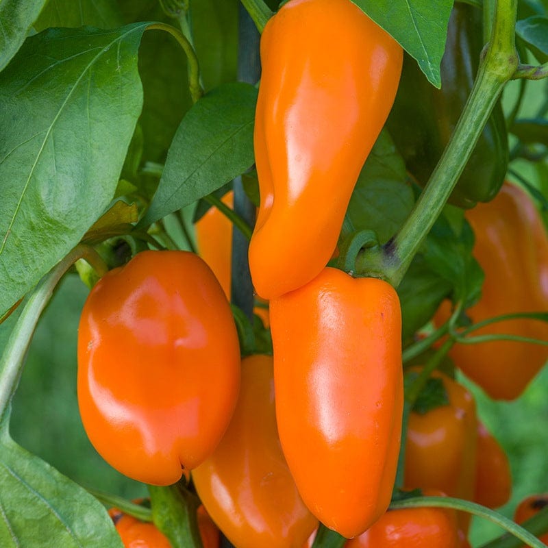 Pepper Hamik Vegetable Plants