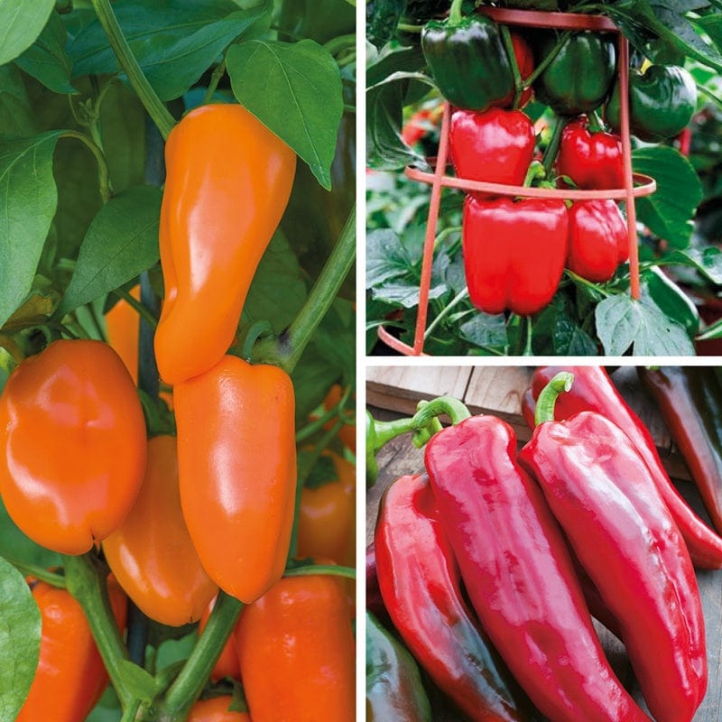 Sweet Pepper Plant Collection