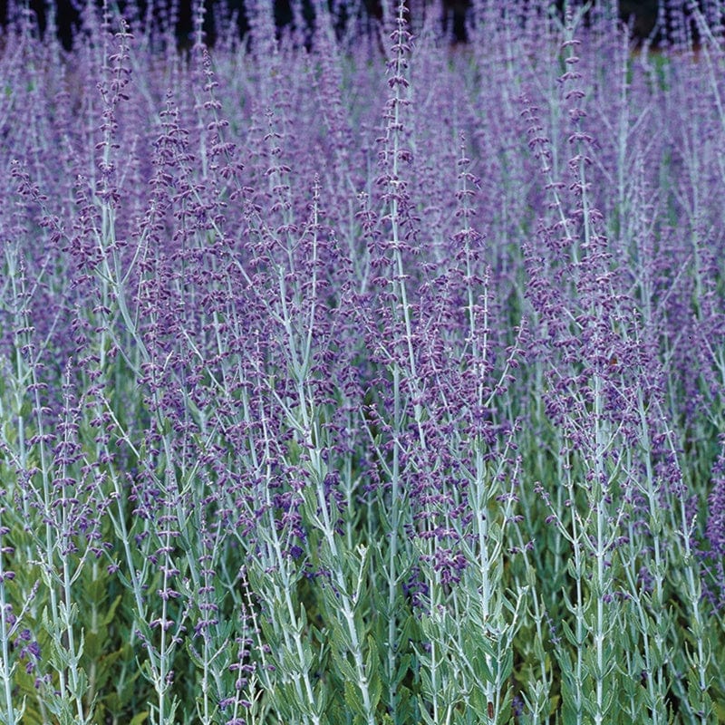 Perovskia Blue Steel Flower Plants