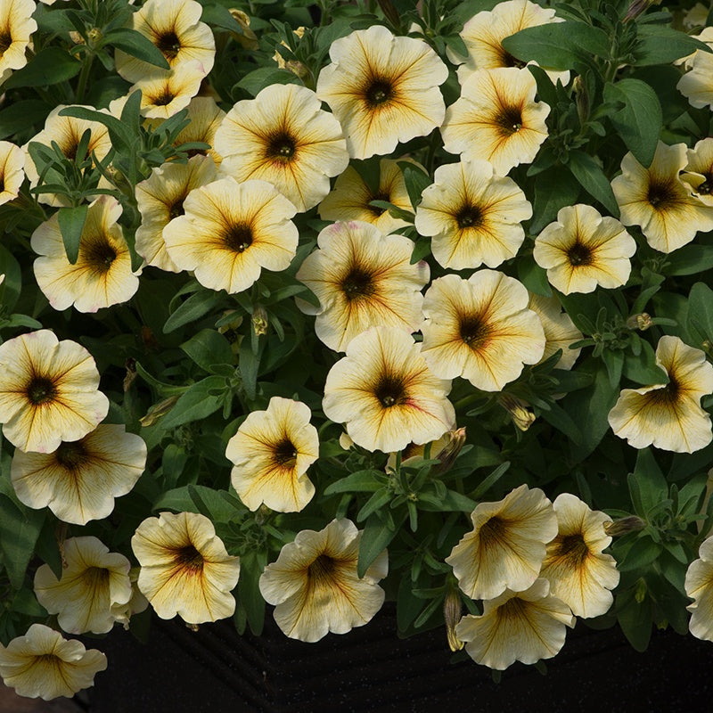 Close-up of yellow flowers with green leaves