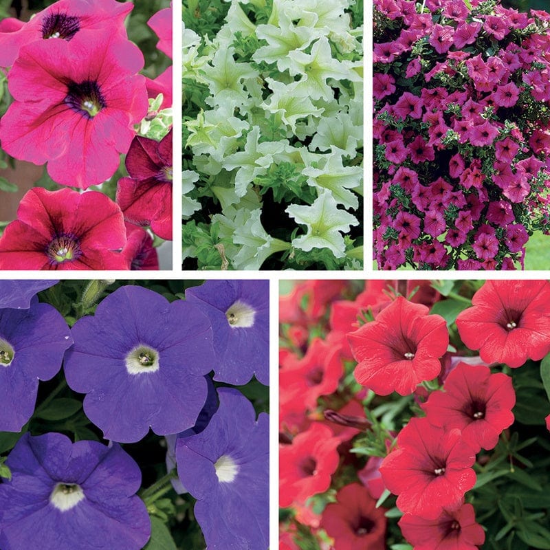 Petunia Surfinia Flower Plant Collection