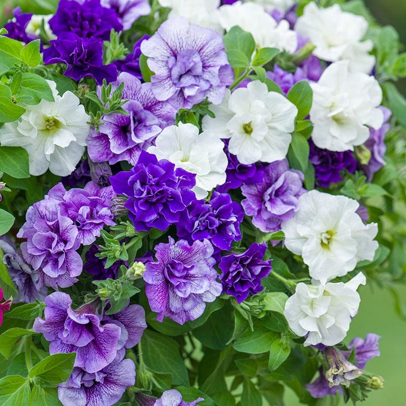 9 x 9cm Potted Plant, 3 of each Petunia Tumbelina Scented Falls Flower Plant Collection