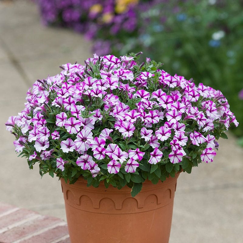 Petunia Bubbles Flower Plant Collection