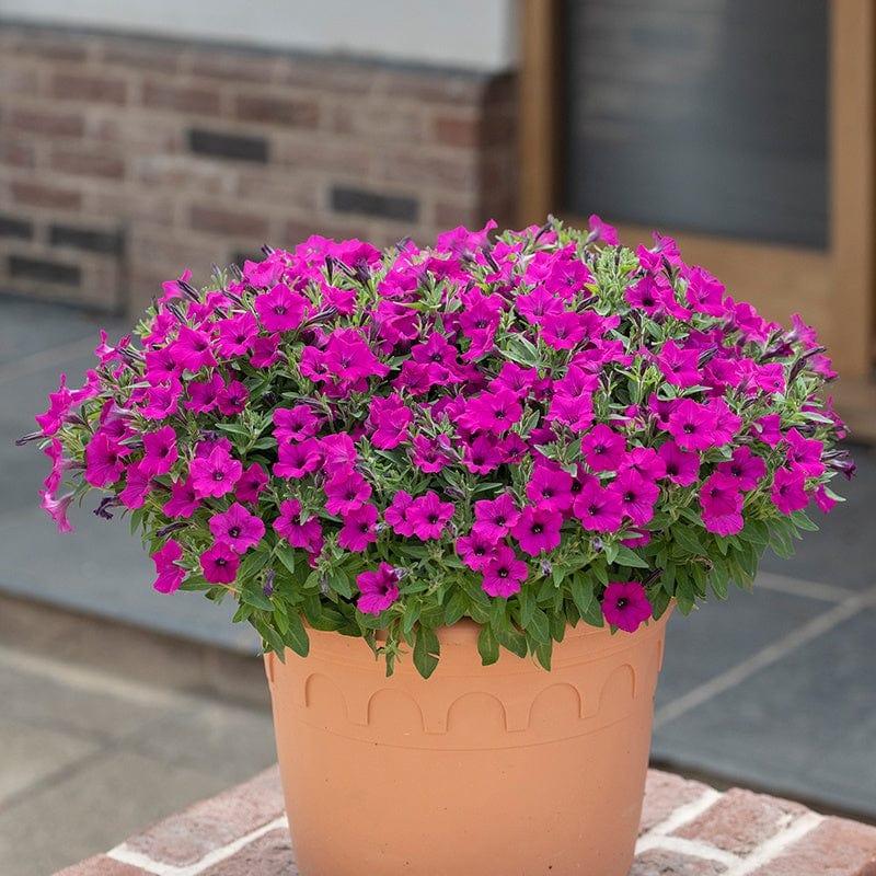 Petunia Bubbles Purple Flower Plants