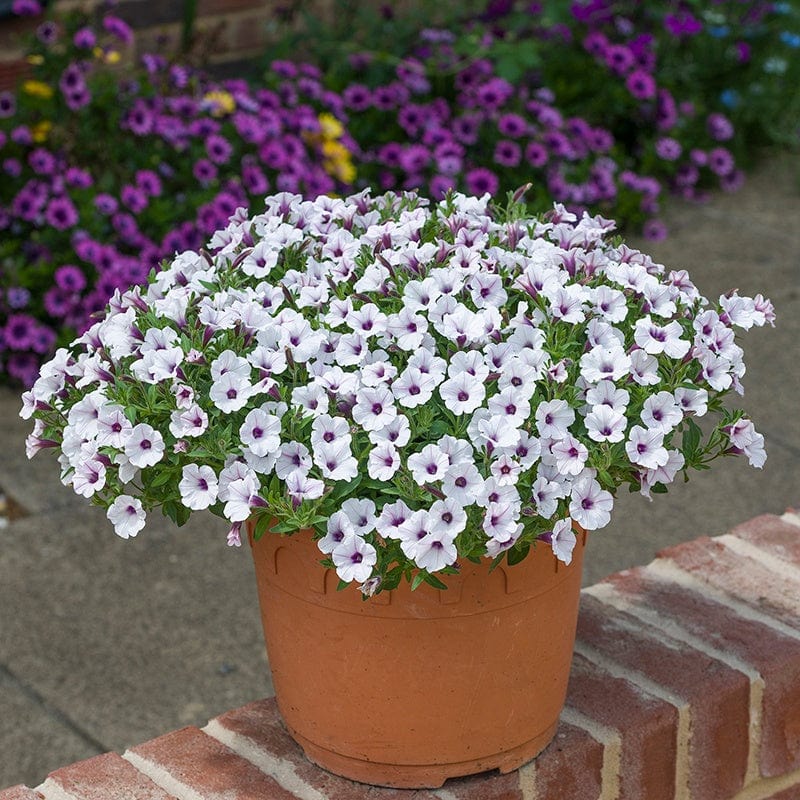 Petunia Bubbles White Flower Plants