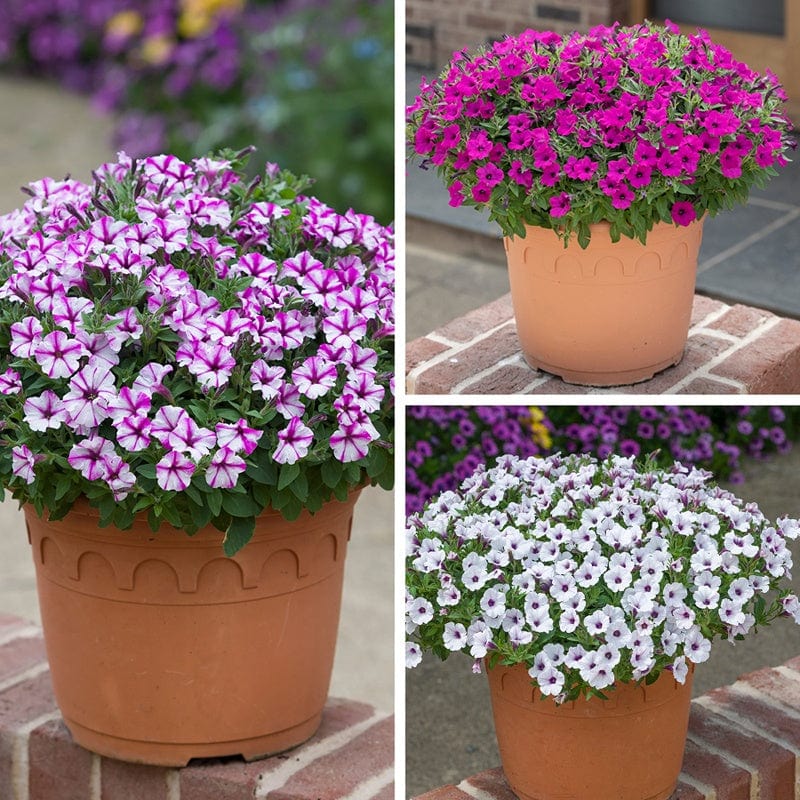 Petunia Bubbles Flower Plant Collection