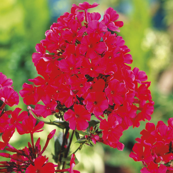 Phlox Starfire Flower Plants