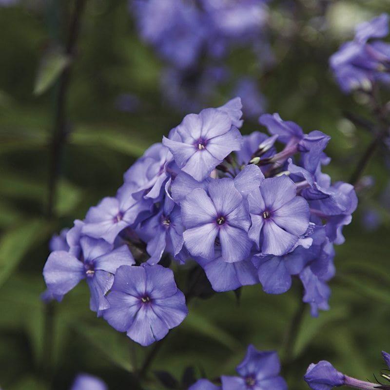 1 Potted 9cm Plant Phlox paniculata Blue Paradise Flower Plants