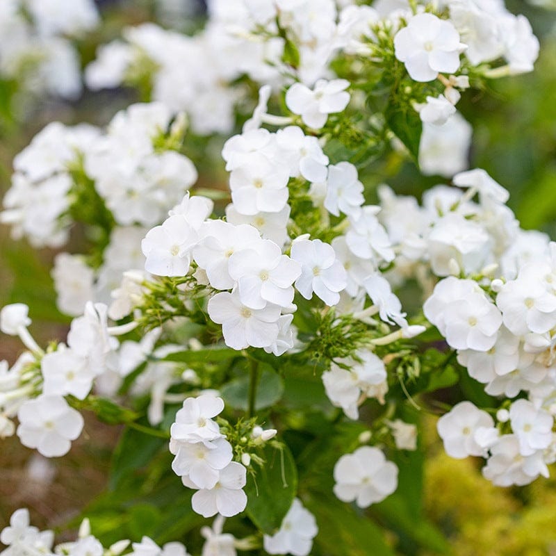 1 Potted 9cm Plant Phlox paniculata David Flower Plants