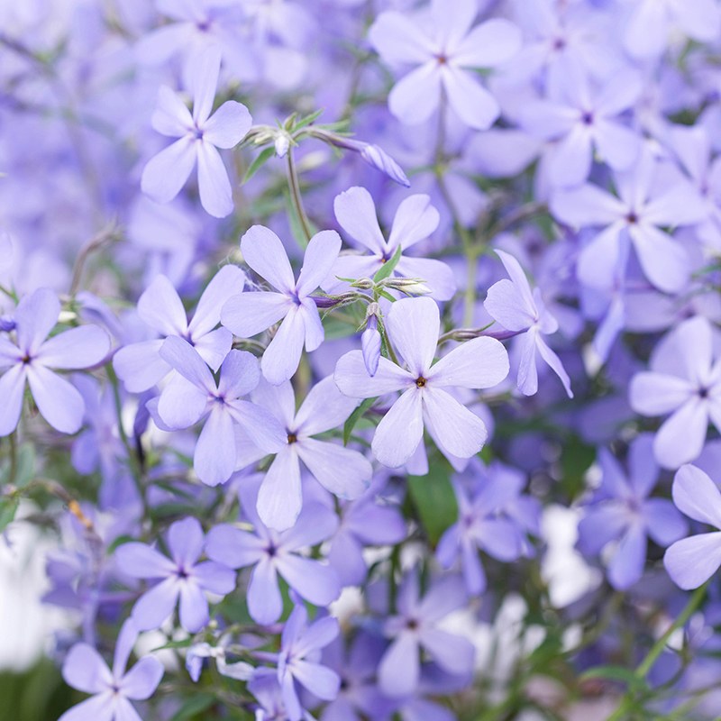 Phlox Clouds of Perfume Flower Plants