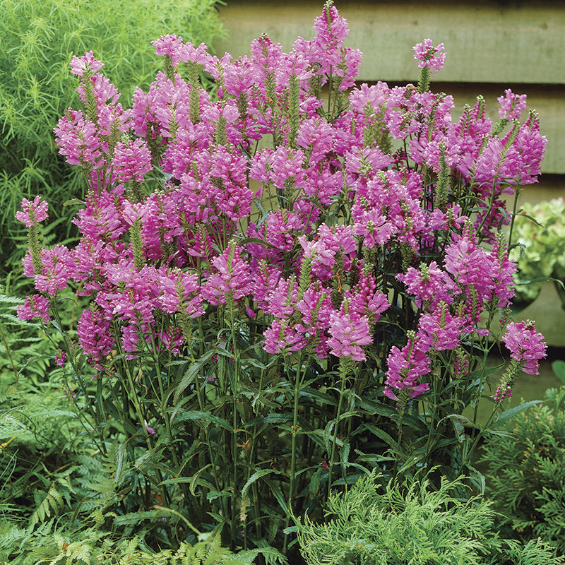 Physostegia Rose Bouquet Plants