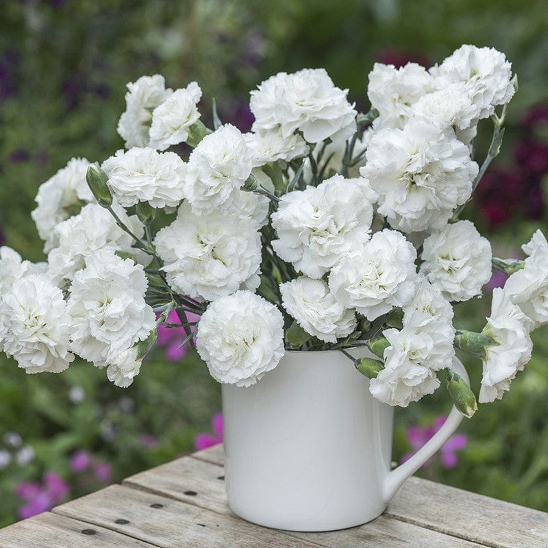 Dianthus Bridal Star Flower Plants