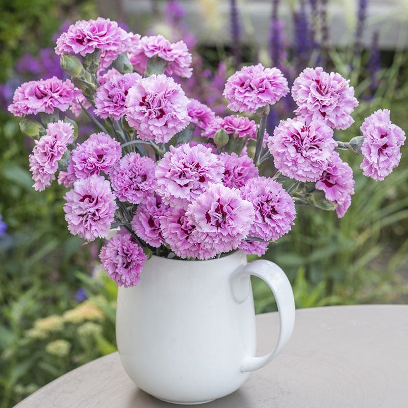 Dianthus Pink Ruffles Flower Plants