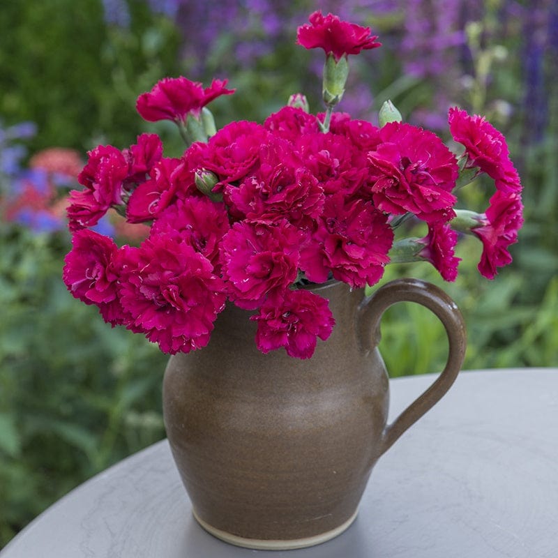 Dianthus Red Carpet Flower Plants